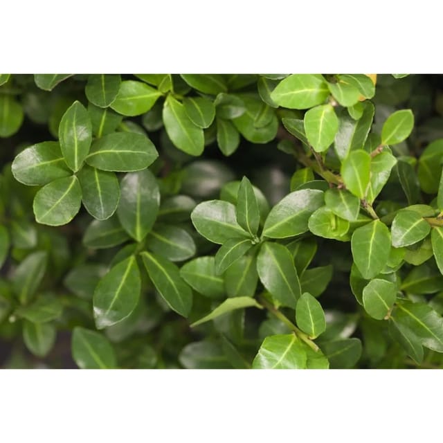 Ilex Crenata Maxima Japanische Stechpalme Kugel 35 cm