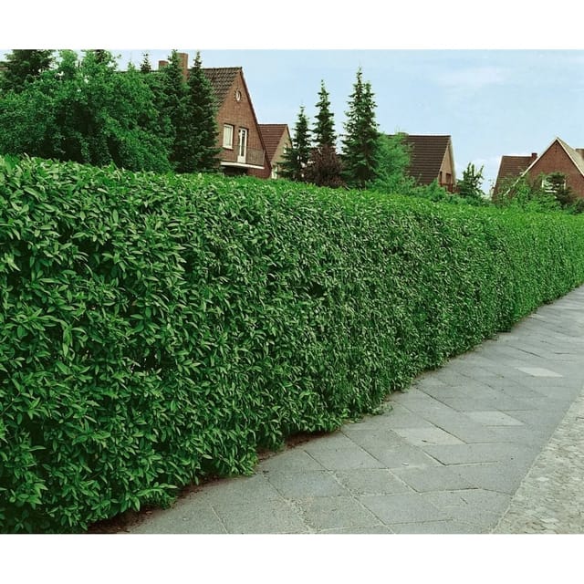 Ligustrum Vulgare Atrovirens Liguster Kugel 100–120 cm