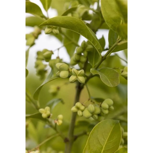 Euonymus Planipes Spindelstrauch 40–60 cm