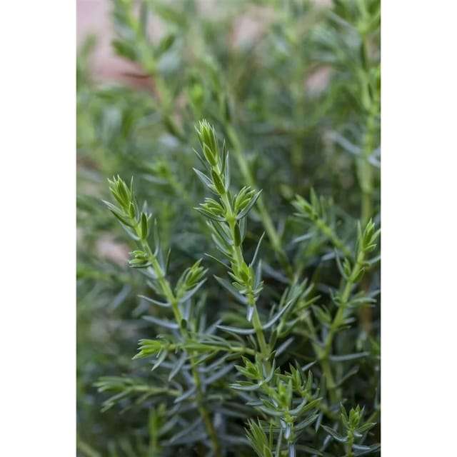 Juniperus Communis Arnold Wacholder 30–40 cm