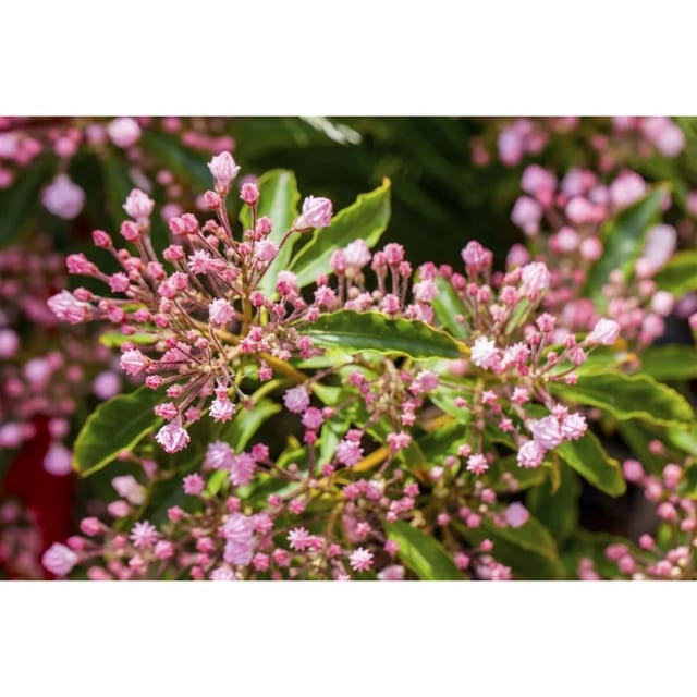 Kalmia Latifolia Berglorbeer 30–40 cm