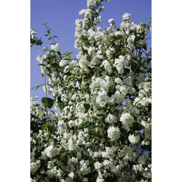 Philadelphus Virginal Duftjasmin Weiß 150–175 cm