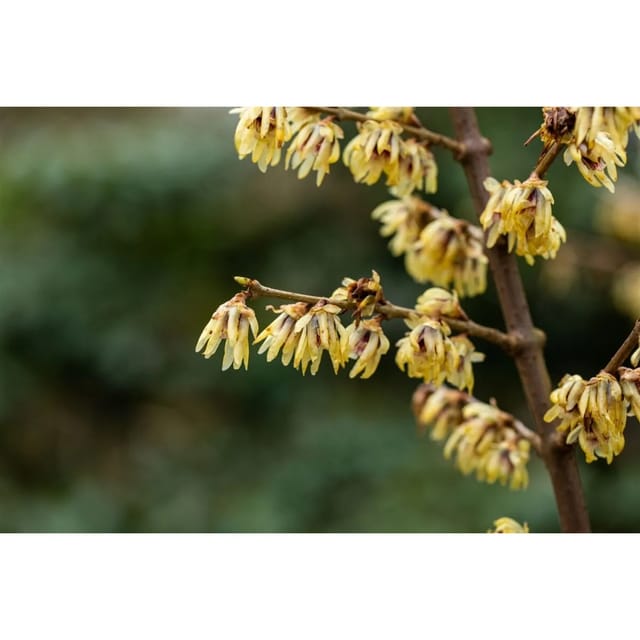 Chimonanthus Praecox Winterblüte Gelb 60–80 cm