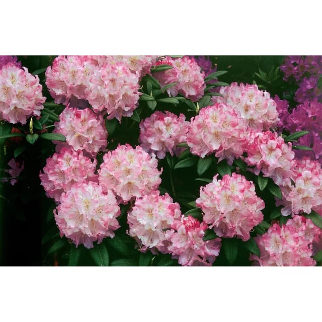 Rhododendron Insigne Immergrün 60–70 cm