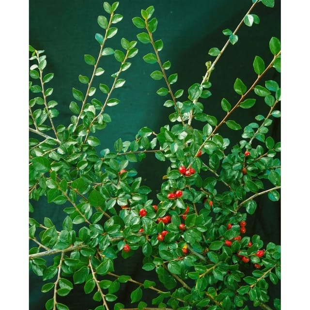 Cotoneaster Divaricatus Strauchmispel 40–60 cm