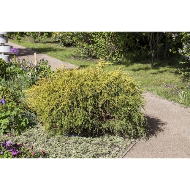 Chamaecyparis Pisifera Filifera Aurea Nana Gelbgrün 15–20 cm
