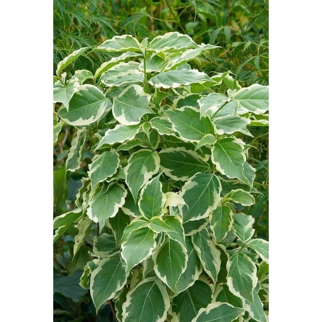 Cornus Kousa Teresa Japanischer Blumen-Hartriegel 60–80 cm