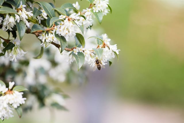 Osmanthus Burkwoodii Duftblüte Immergrün 30–40 cm
