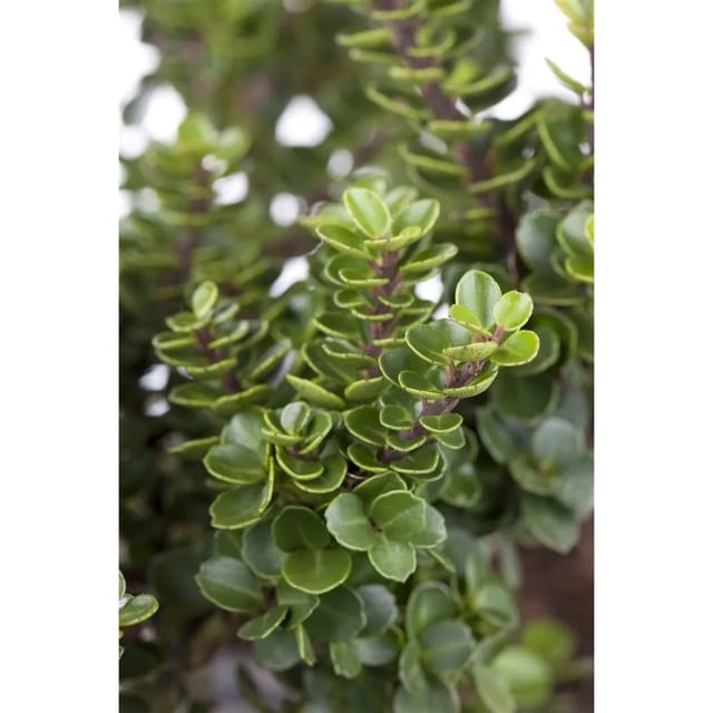 Ilex Crenata Rotundifolia Japanische Stechpalme Kugel 100–110 cm