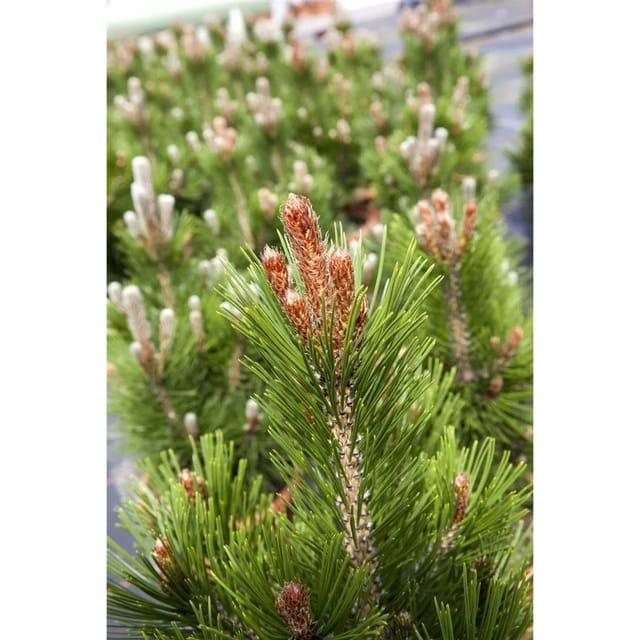 Pinus Heldreichii Little Dracula Bosnische Kiefer Kompakt 25–30 cm