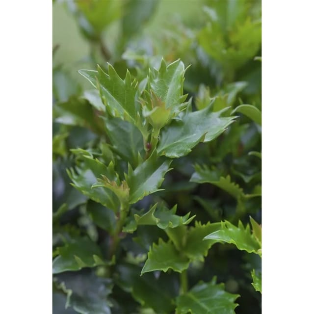 Ilex Meserveae Little Rascal Stechpalme Kompakt 25–30 cm