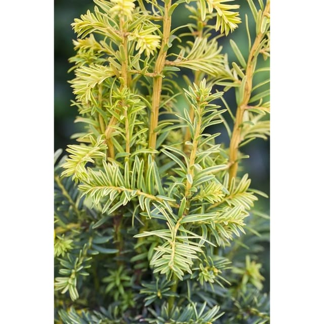 Taxus Baccata Dovastonii Aurea Gelbe Eibe 125–150 cm