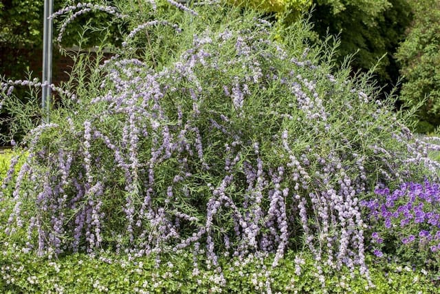 Buddleja Alternifolia Schmetterlingsflieder 100–125 cm