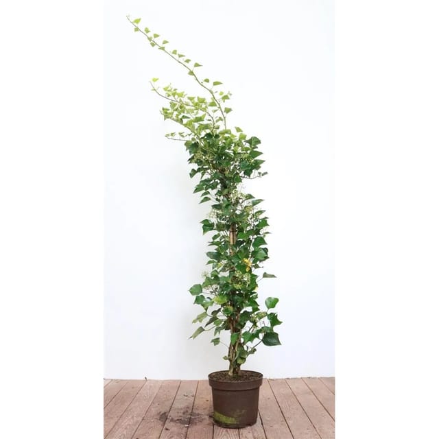 Hedera Helix Arborescens Efeu Immergrün 80–100 cm