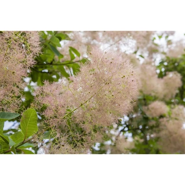 Cotinus Coggygria Perückenstrauch 80–100 cm Auffälliges Laub