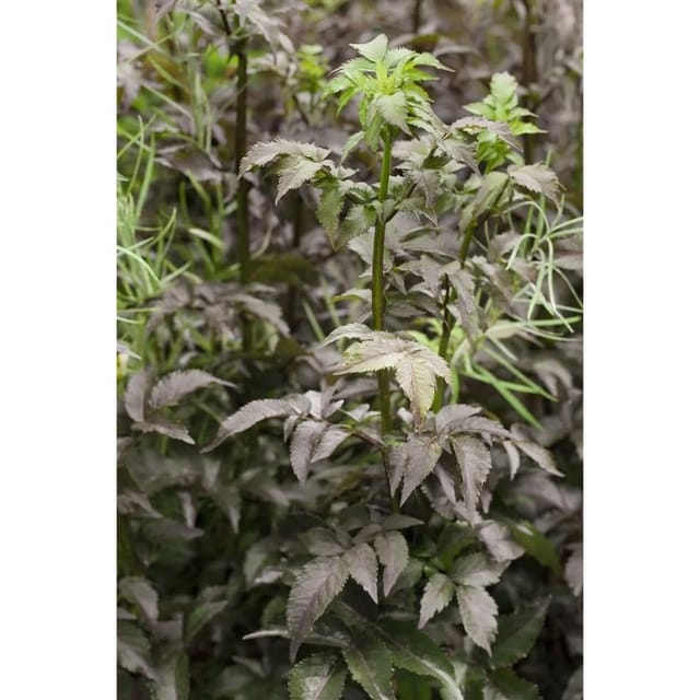Sambucus Nigra Black Tower Schwarzer Holunder Dunkelviolett 80–100 cm