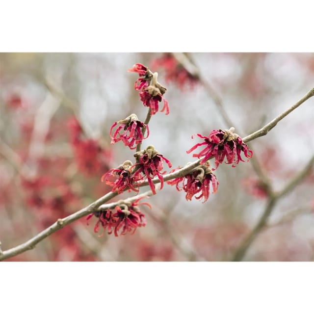 Hamamelis Intermedia Rubin Zaubernuss Rubinrot 60–80 cm