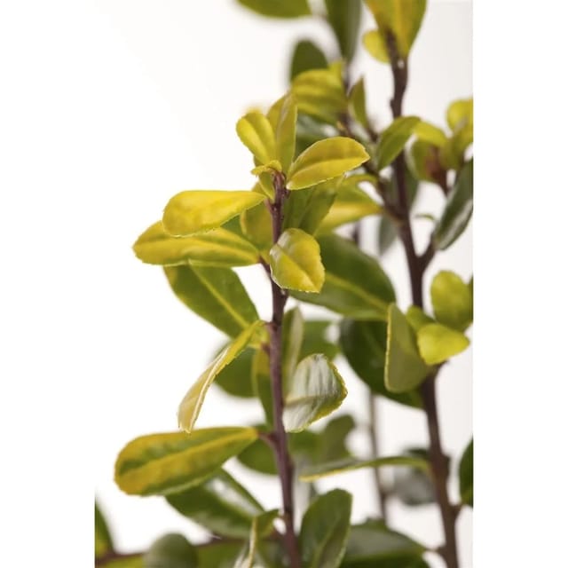 Ilex Crenata Golden Gem Japanische Stechpalme Goldgelb 40–50 cm