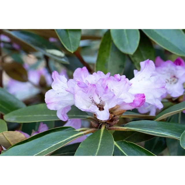 Rhododendron Campanulatum Rosa Blüten 80–90 cm
