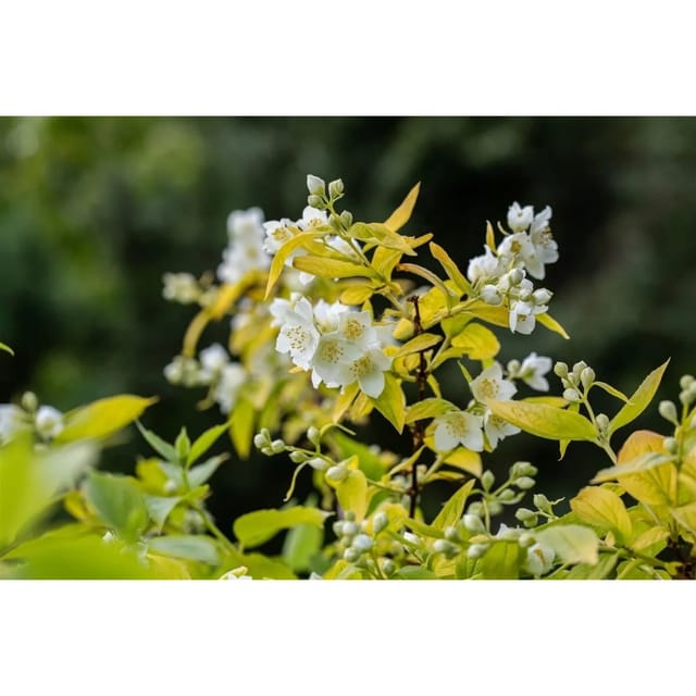 Philadelphus Coronarius Aureus Duftjasmin Goldgelb 100–125 cm
