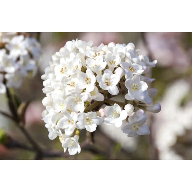 Viburnum Carlesii Aurora Duft-Schneeball Rosa-Weiß 125–150 cm