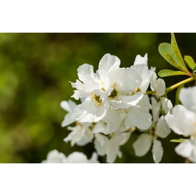 Exochorda Racemosa Magical Springtime Perlenstrauch Weiß 40–60 cm