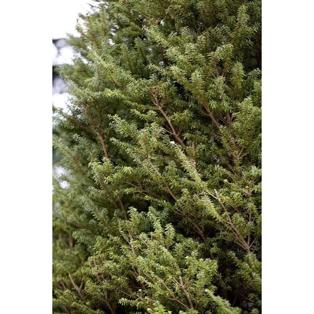 Tsuga Diversifolia Minikin Japanische Hemlocktanne 30–40 cm