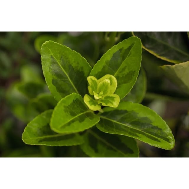 Euonymus Japonicus Aureomarginatus Spindelstrauch Gelb-Grün 30–40 cm