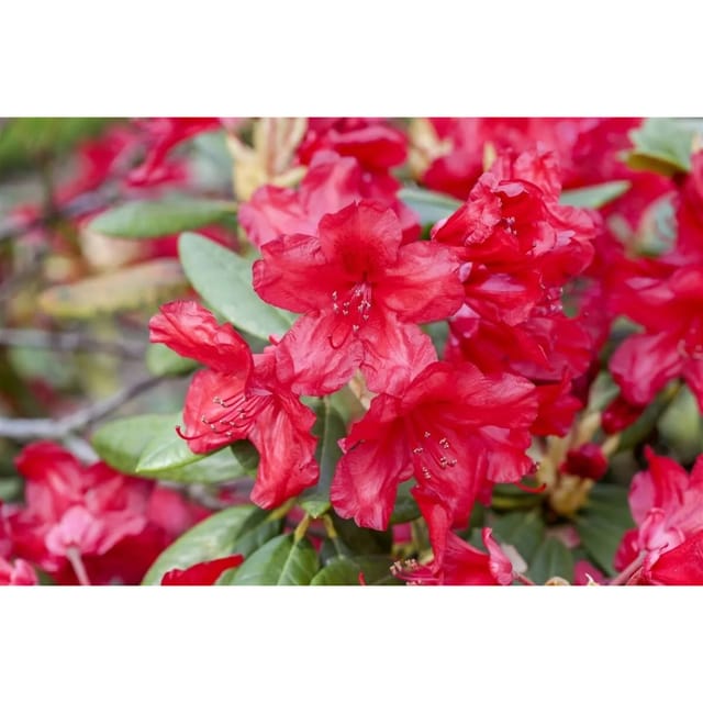 Rhododendron Yakusimanum Bohlkens Roter Stern Rot 25–30 cm