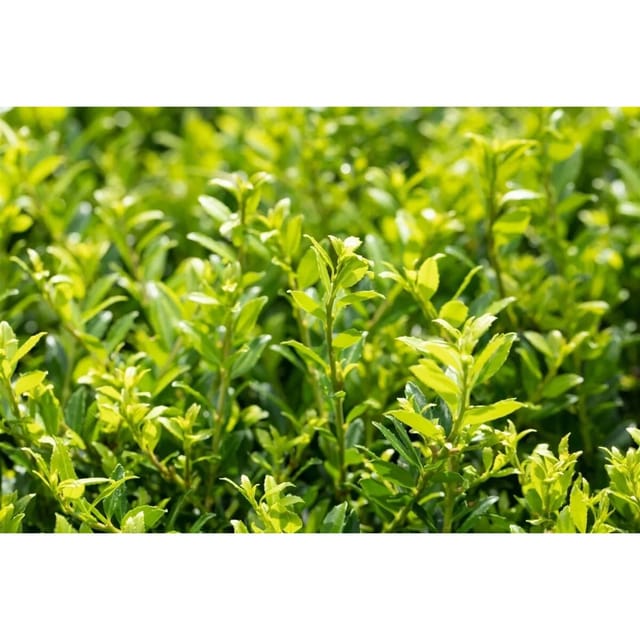 Ilex Crenata Twiggy Japanische Stechpalme Kugelförmig 25–30 cm