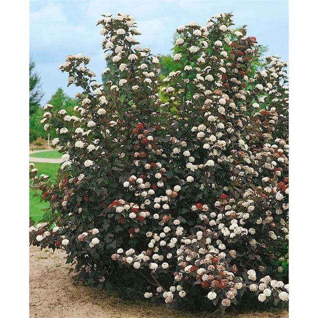 Physocarpus Opulifolius Midnight Blasenspiere Dunkelrot 60–100 cm