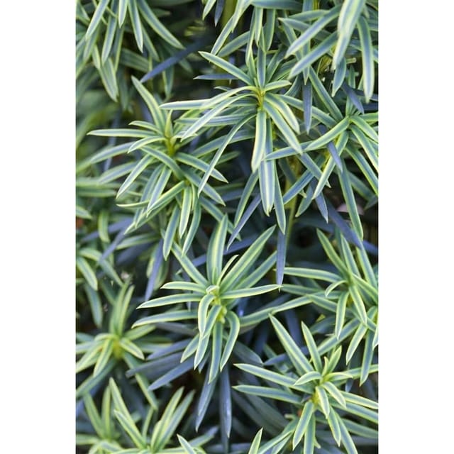 Taxus Baccata Fastigiata Aureomarginata Gelbbunter Eibenbaum 120–140 cm