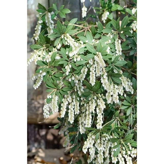 Pieris Japonica Stöckmann Japanische Lavendelheide 30–40 cm