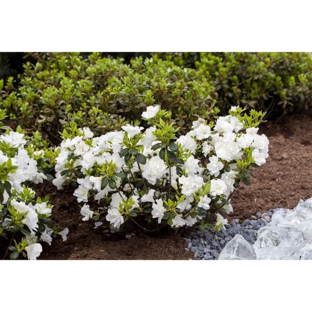 Rhododendron Obtusum Schneeperle Weiß 15–20 cm