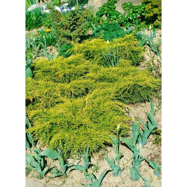 Juniperus Chinensis Goldfern Wacholder Goldgrün 20–25 cm