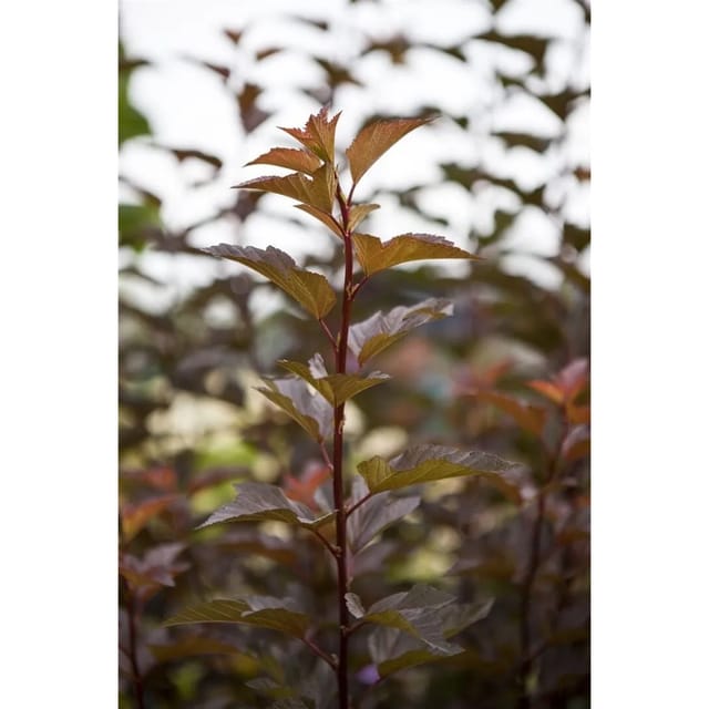 Physocarpus Opulifolius Amber Jubilee Blasenspiere 60–80 cm