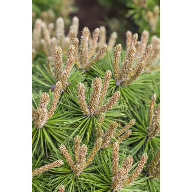 Pinus Mugo Klostergrün Bergkiefer Immergrün 70–80 cm