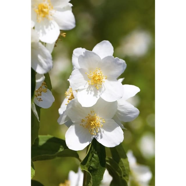 Philadelphus Belle Etoile Duftjasmin Weiß 100–125 cm