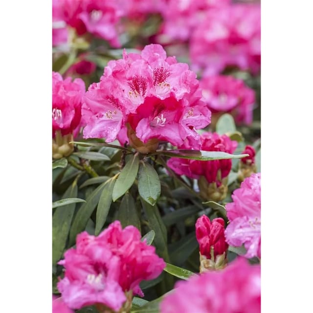 Rhododendron Hybr. Rocket Leuchtend Rot 30–40 cm
