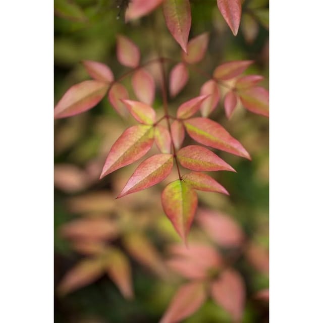 Nandina Domestica Himmelsbambus Immergrün 40–60 cm
