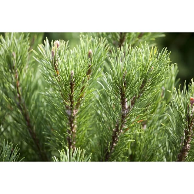 Pinus Mugo Carstens Wintergold Bergkiefer Goldgelb 40 cm Stammhöhe