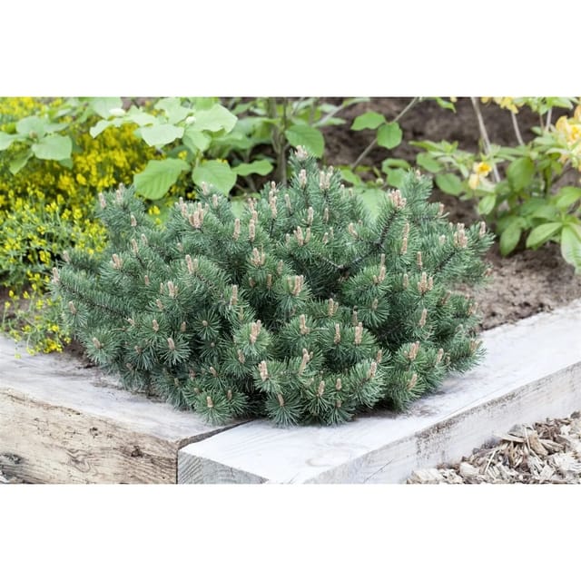 Pinus Mugo Humpy Bergkiefer Kompakt 20–25 cm