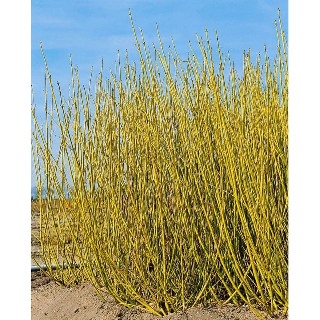 Cornus Sericea Flaviramea Gelbholz-Hartriegel 80–100 cm
