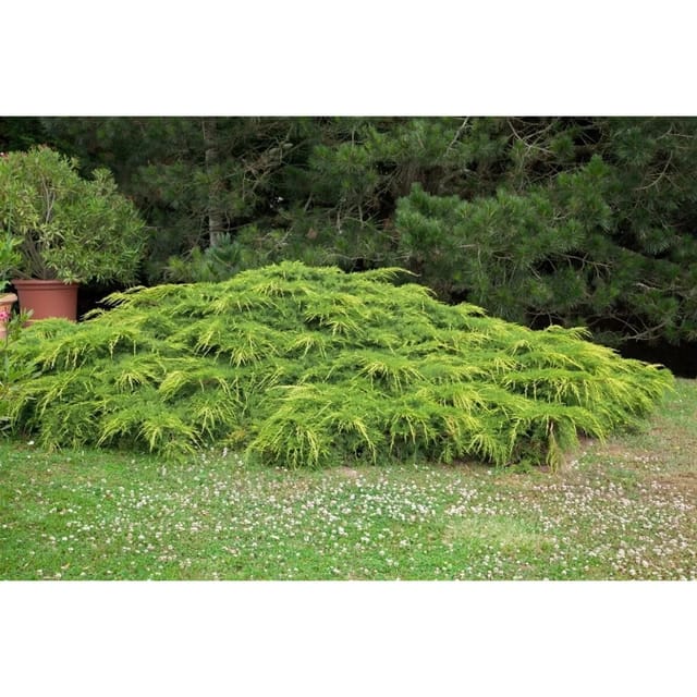 Juniperus Media Pfitzeriana Aurea Gold-Wacholder 40–50 cm