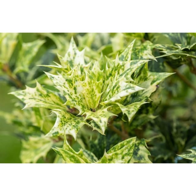 Osmanthus Heterophyllus Goshiki Duftblüte Buntes Laub 30–40 cm
