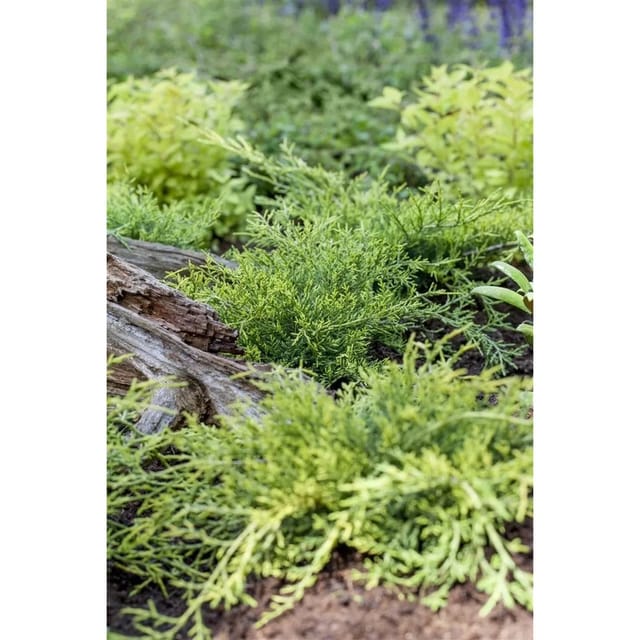 Juniperus Sabina Rockery Gem Sadebaum Kompakt 20–30 cm