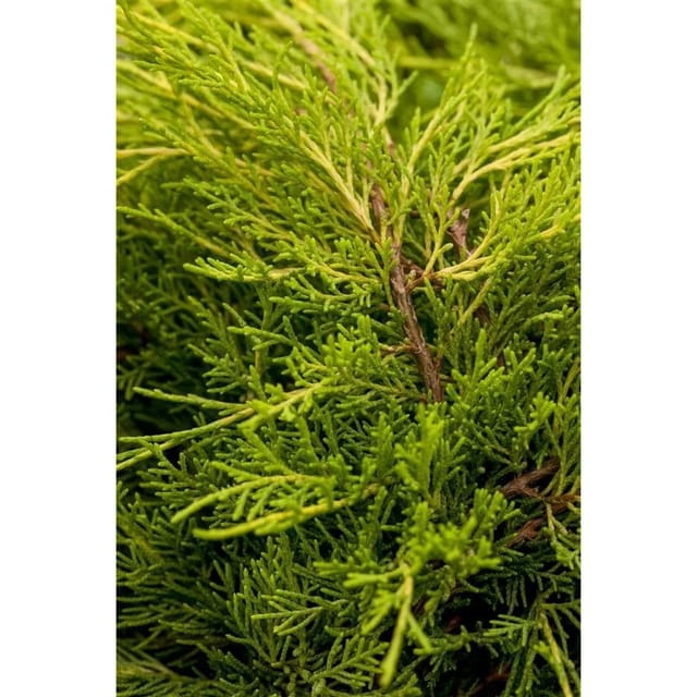 Juniperus Media Old Gold Wacholder Goldgelb 60–80 cm