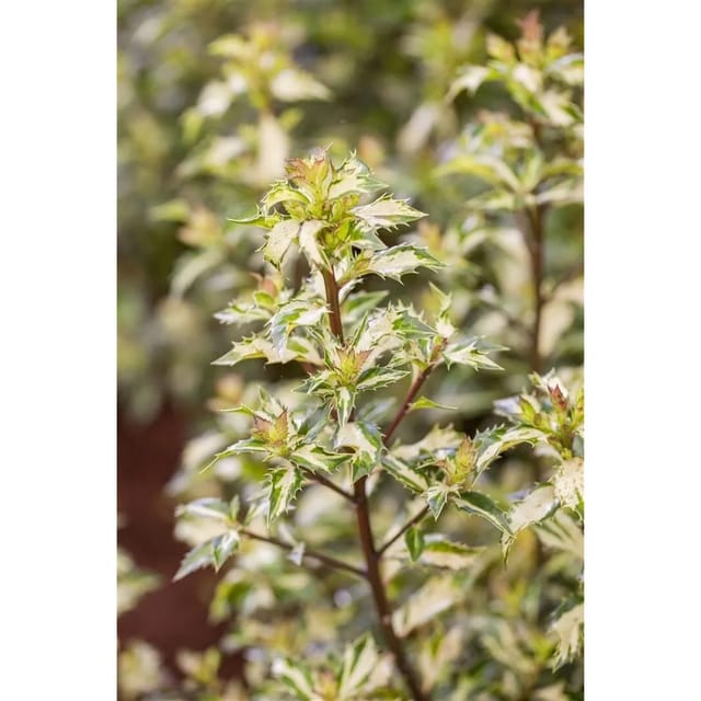 Ilex Aquifolium White Cream Stechpalme Grün-Weiß 50 cm Stammhöhe