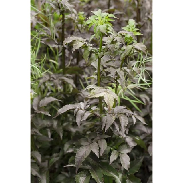 Sambucus Nigra Black Tower Schwarzer Holunder Ca. 9x9 cm Topf
