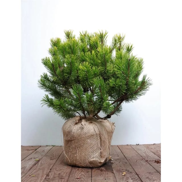 Pinus Mugo Winter Gold Bergkiefer Goldgelb 40–50 cm